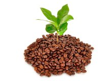 استفاده از تفاله قهوه برای گیاهان